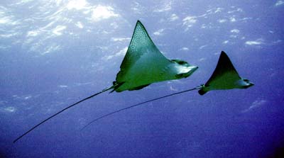 spotted eagle ray facts