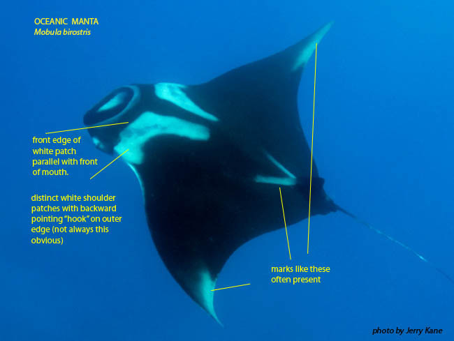 The less common pelagic species is Manta birostris