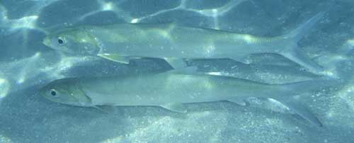 big awa fish