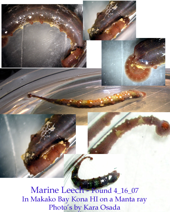 leech worm